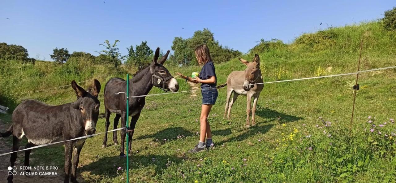 Can Pedragos Sales de Llierca Dış mekan fotoğraf