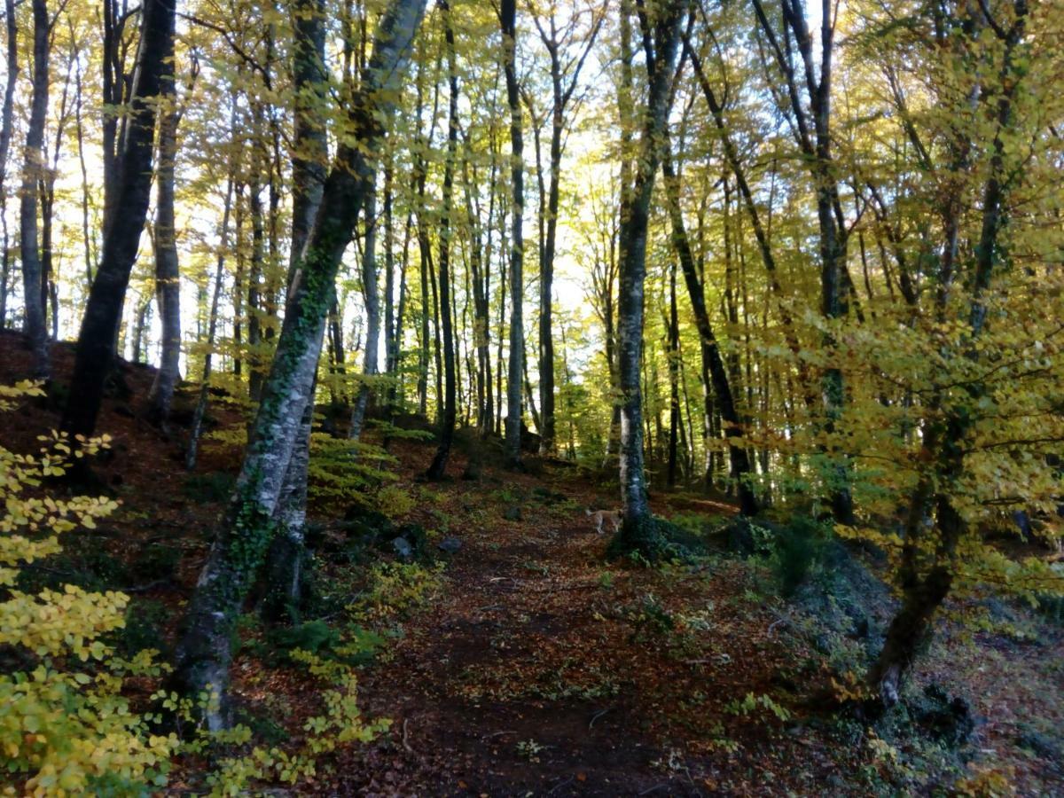 Can Pedragos Sales de Llierca Dış mekan fotoğraf